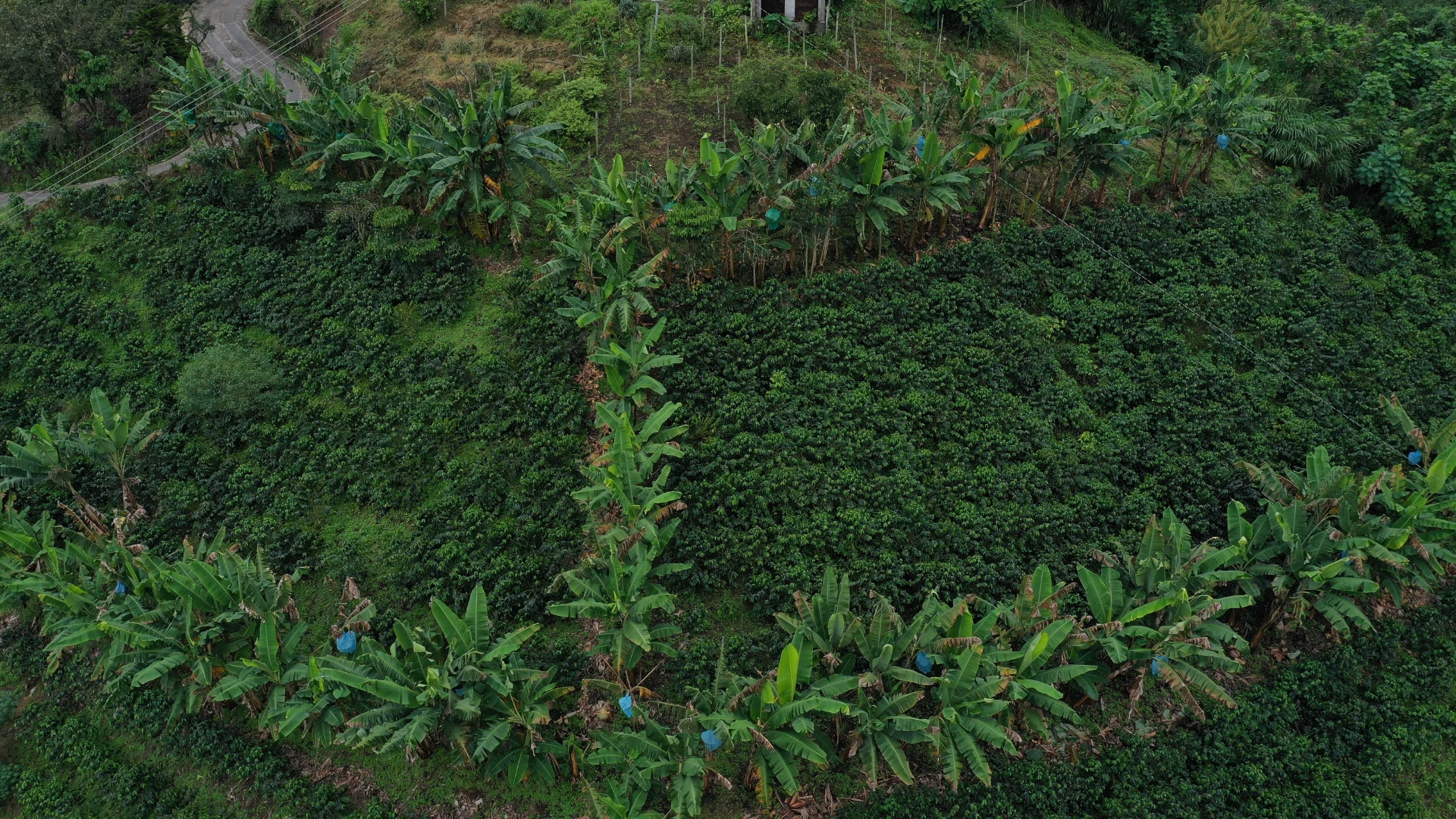 trilema cafe colombia